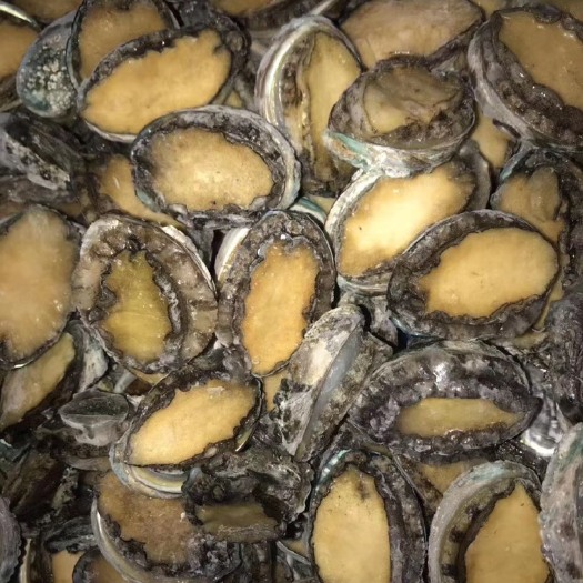 北海鲍鱼 活冻鲍鱼 漂烫鲍鱼 高品质货源 适合各种批发和餐饮企业
