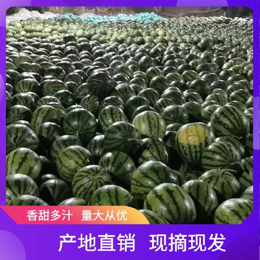 江苏盐城阜宁产地直发新鲜无籽麒麟瓜甜脆多汁现摘现发