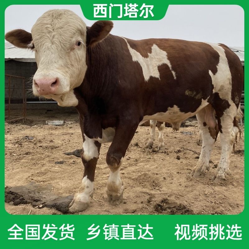 肉牛犊，改良肉牛犊包技术，包回收