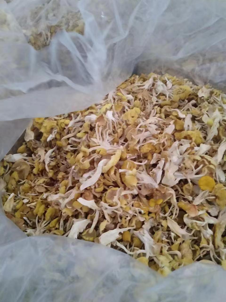 海林市黑龙江海林产榆黄蘑批发 黄金菇批发