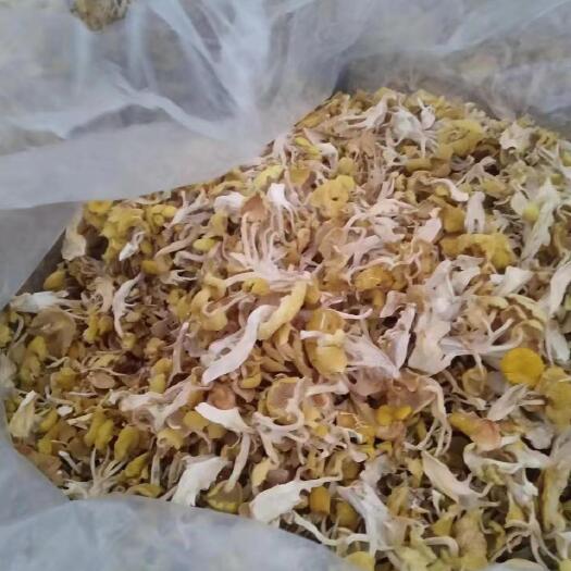海林市黑龙江海林产榆黄蘑批发 黄金菇批发