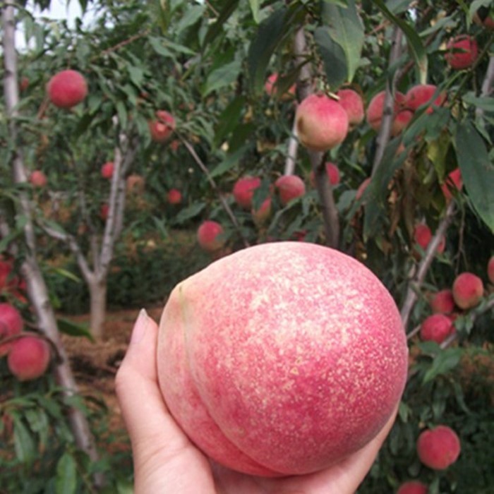 嫁接冬桃树苗 巨型冬桃苗 映霜红/川岛冬桃苗 签约保真