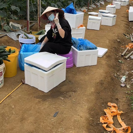 合浦县广西黄瓜，欢迎定购