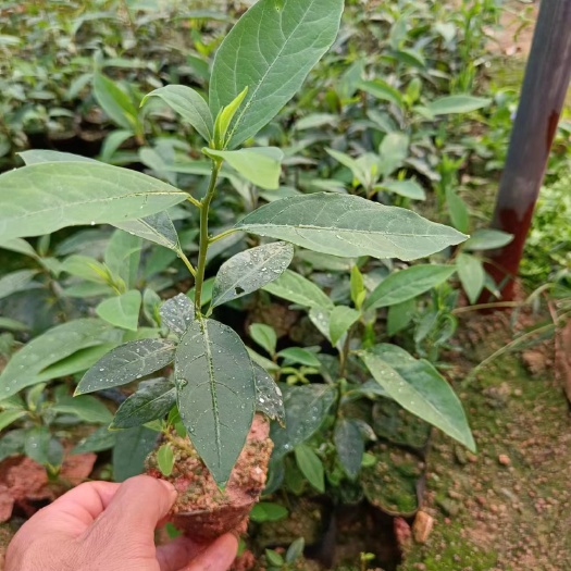 灵山县山苍子苗 山胡椒树苗 木姜子种植
