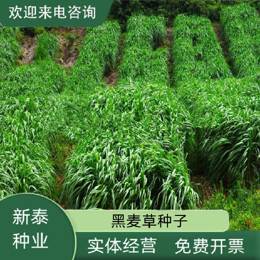 耐寒牧草种子多年生黑麦草种子四季牧草鸡鸭鹅猪牛羊鱼草籽