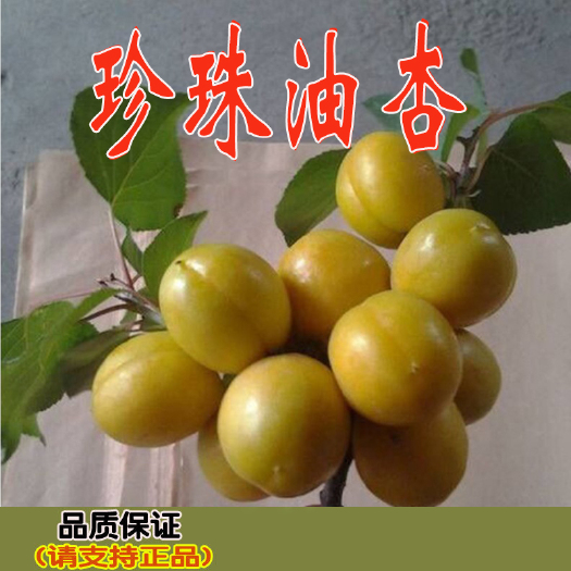 平邑县珍珠油杏苗 嫁接珍珠油杏树苗 保证品种 基地保湿发货
