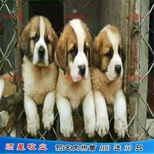 梅州先养殖后付款 狗苗买一送一 全程赊销饲料 签订杂交狗购销合同