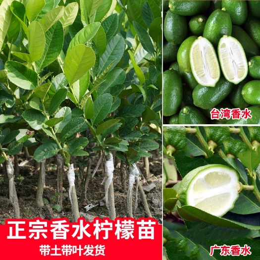 玉林广东香水柠檬苗  四季柠檬树苗香水柠檬树苗。庭院阳台可种