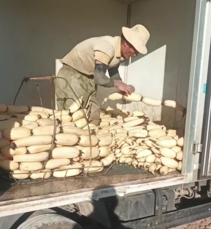 莲藕三七三五，六号，九号。