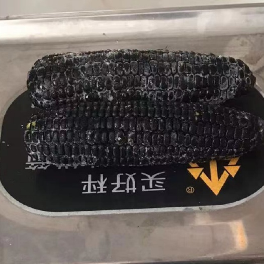 安图县黑珍珠甜糯玉米
