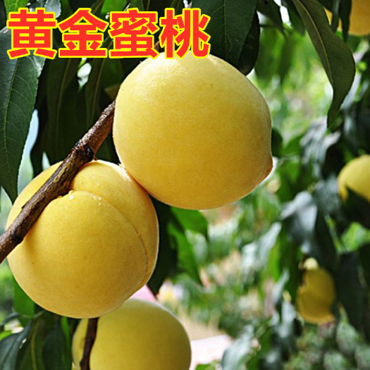 平邑县黄金蜜桃苗 精品嫁接黄金蜜桃树苗 品种纯正