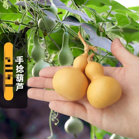 衡阳葫芦种子特小手捻葫芦农家菜园四季种植观赏花卉宝葫芦种籽