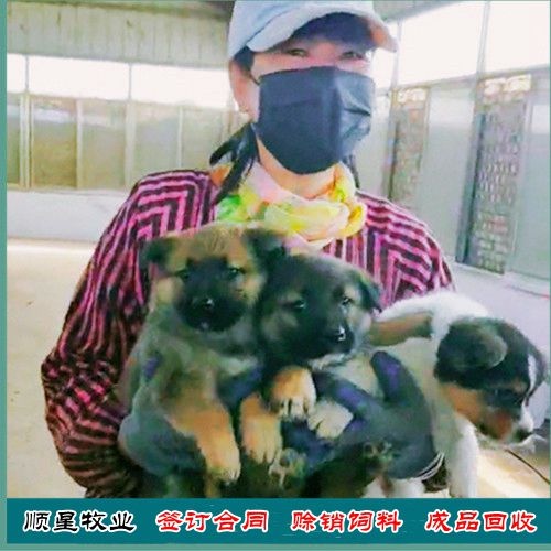 上林县先养殖后付款 总场直销发货 全程赊销饲料 签订成品购销合同