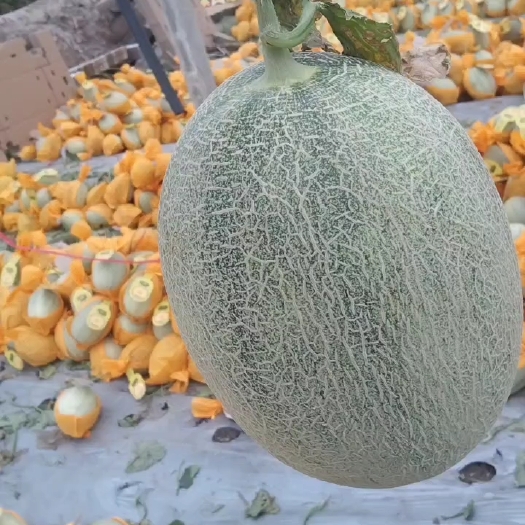 长沙西州蜜