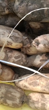 莲藕三七三五，六号，九号。