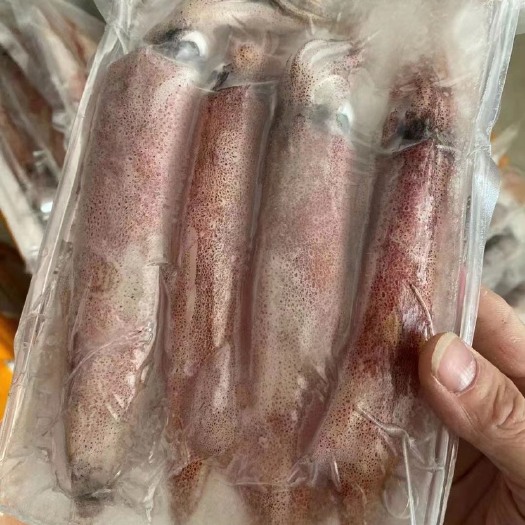 北海鱿鱼，灯光鱿