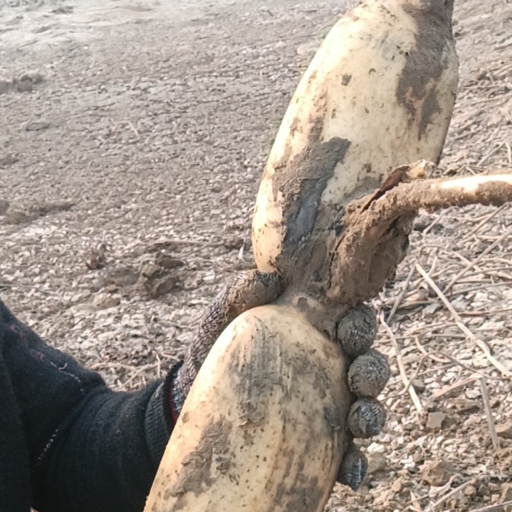 莲藕三七三五，六号，九号。