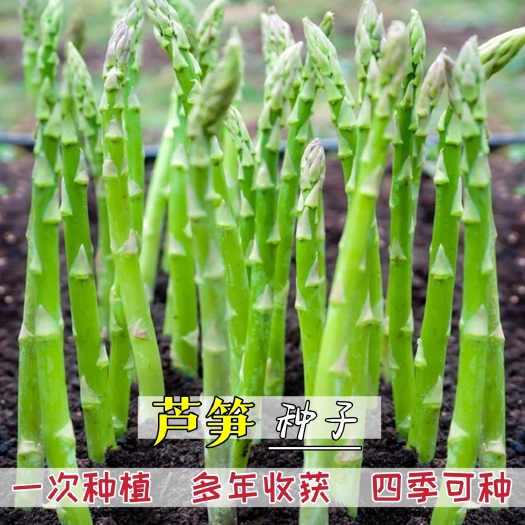 衡阳芦笋种子四季播多年生青芦笋种子耐热抗寒四季种子紫芦笋种子阳台