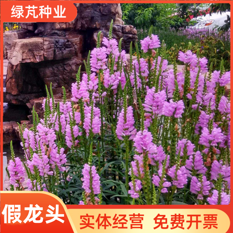 沭阳县假龙头花籽种子 随意草 露地被植物花坛摄影背景花境易活花卉种