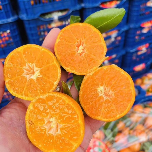 中牟县沙糖桔