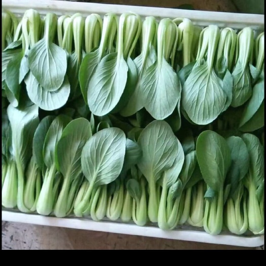 上海青小白菜菠菜茼蒿芹菜以及其它蔬菜江苏南通全国直发量大优惠