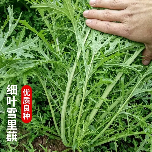 雪里红种子细叶雪里蕻蔬菜籽雪菜咸菜腌酸菜种孑九头鸟四季芥菜种
