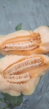 长沙西州蜜