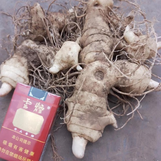 威宁县贵州省威宁县鸡头黄精
