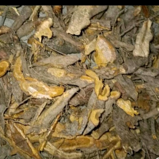 重庆市虎杖，一手货源，的