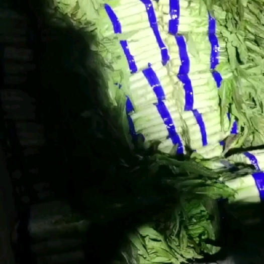 宿州红叶莴笋 精品红叶莴苣，无空心无抽苔，薄皮青肉