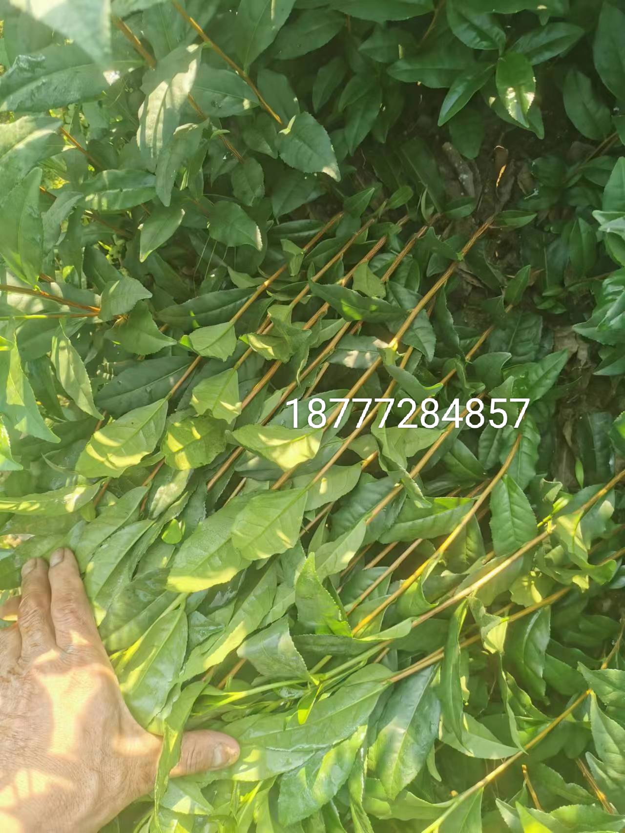 福云6号茶树苗 实生苗 0.5米以下