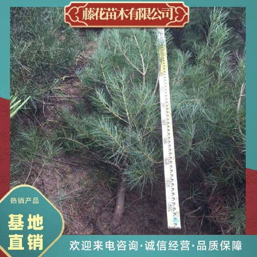蓝田县白皮松（30营养杯）