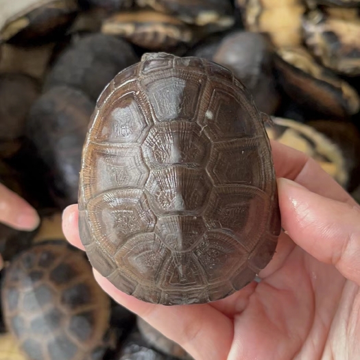 西非笑脸龟   6-8cm 有猪鼻龟等各种龟龟