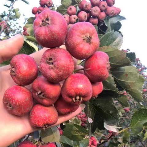 昌邑市山楂大金星山楂