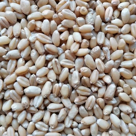 定兴县出售干小麦150吨十二个水以内