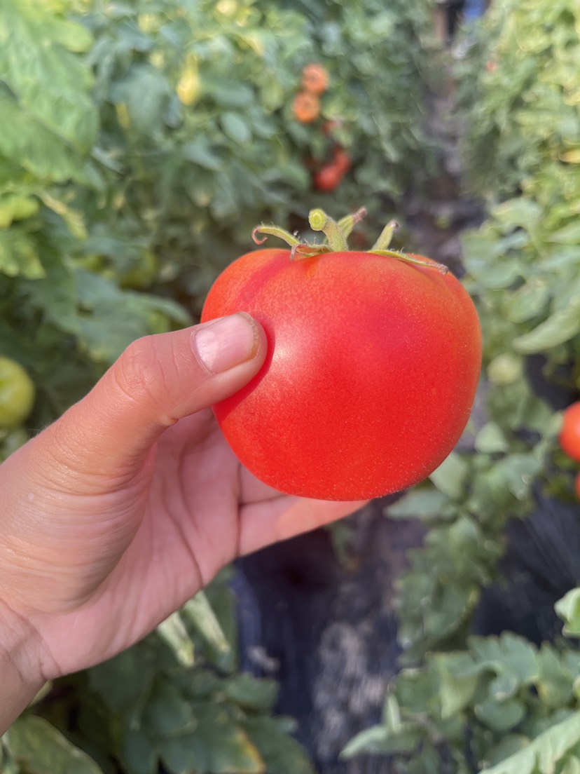 夏邑县硬粉西红柿、一件代发、耐储存、颜色亮丽、全国发货