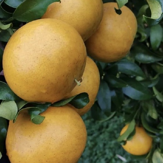 柑橘新品种，阳光1号苗、阳光1号柑桔苗