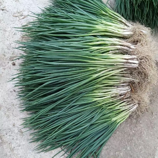 上海无蓝粉小葱小香葱