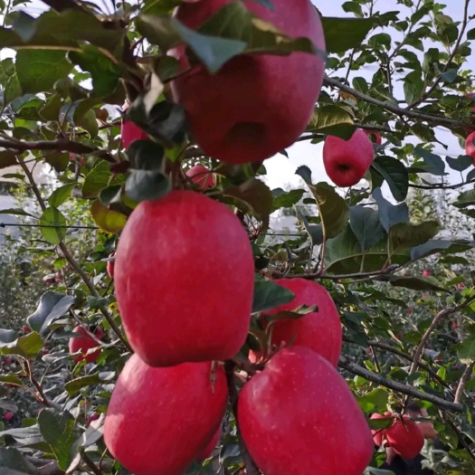 中翠一号苹果苗：中翠三号苹果树苗，维纳斯黄金苹果苗秦脆苹果苗