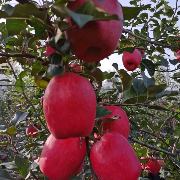 中翠一号苹果苗：中翠三号苹果树苗，维纳斯黄金苹果苗秦脆苹果苗