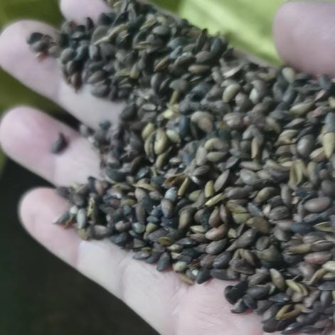 富平县纯种厚皮川黄柏种子供应中！