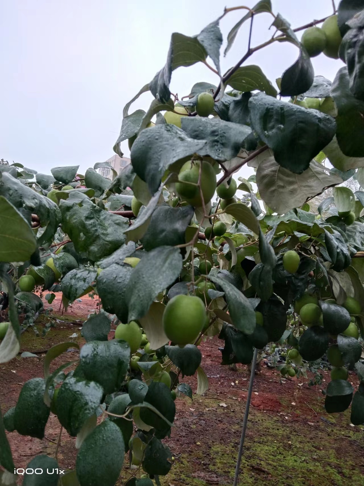 雷州半岛青枣，口感好，糖度高