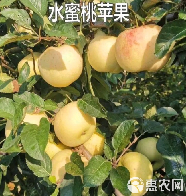 中翠一号苹果苗：中翠三号苹果树苗，维纳斯黄金苹果苗秦脆苹果苗