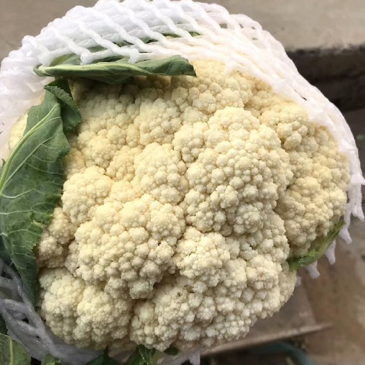通许县花菜大吨位供应