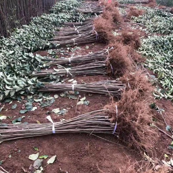 中翠一号苹果苗：中翠三号苹果树苗，维纳斯黄金苹果苗秦脆苹果苗