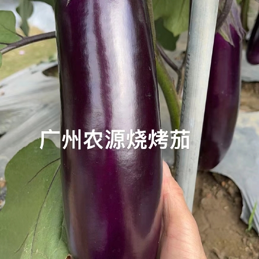 广州农源烧烤茄子种籽果皮深紫红肉白色茄子种子大田种蔬菜种孑