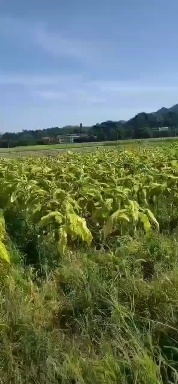 常宁市沙地！适合种植药材，牧草等经济农作物！