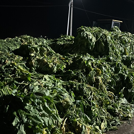 夹江县大头菜，砣砣菜收发