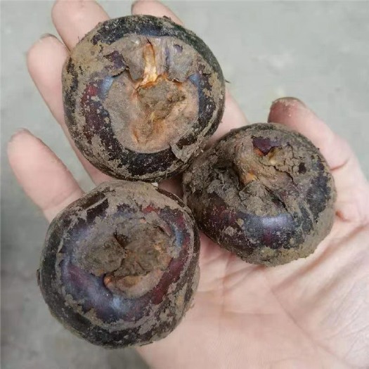 祁东县马蹄