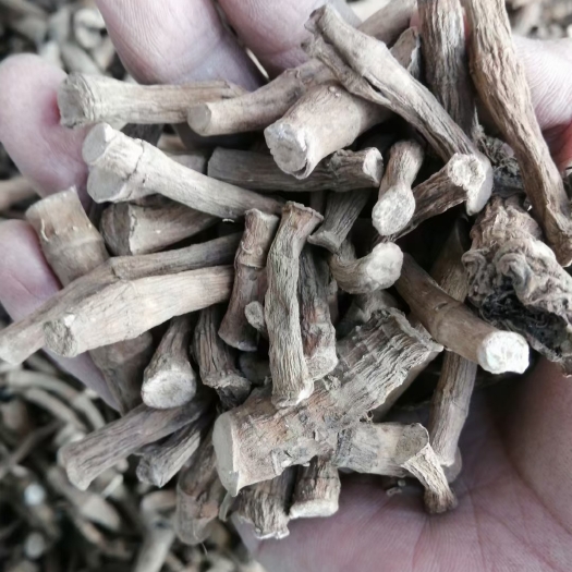 玉林三白草
